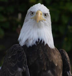 A bald eagle staring directly at the viewer.